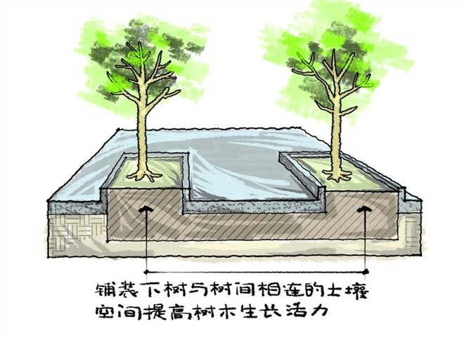 园林景观之城区乔木种植技术