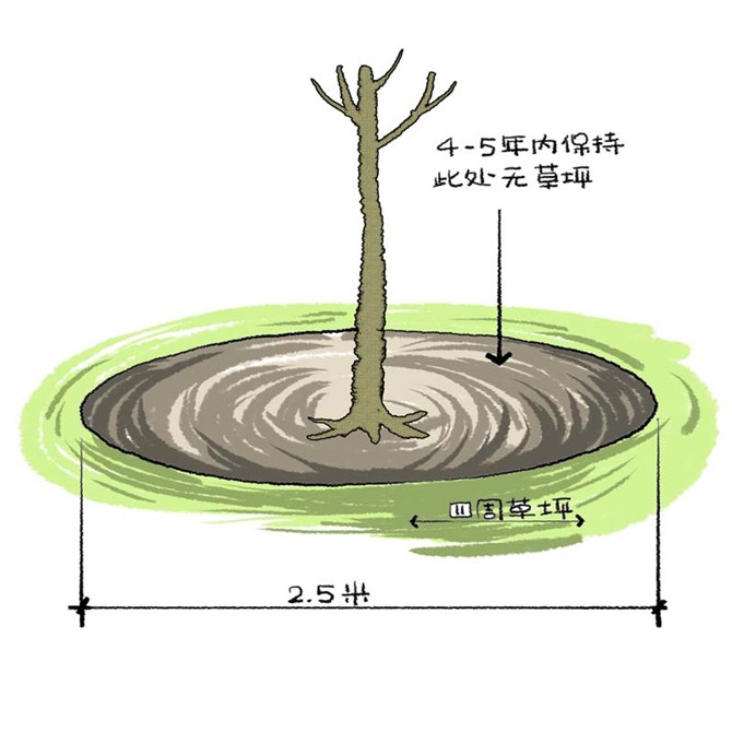 园林景观之城区乔木种植技术