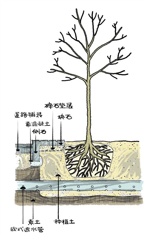 园林景观之城区乔木种植技术