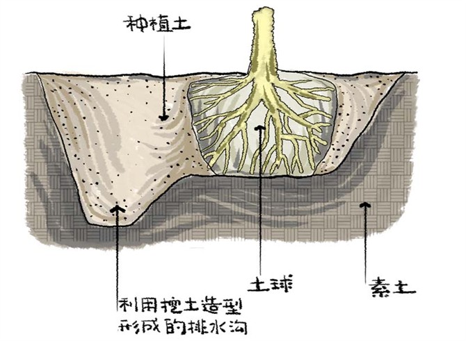 园林景观之城区乔木种植技术